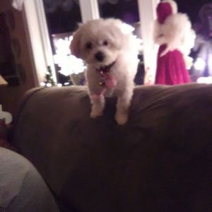 Meet your Posher, Vincent